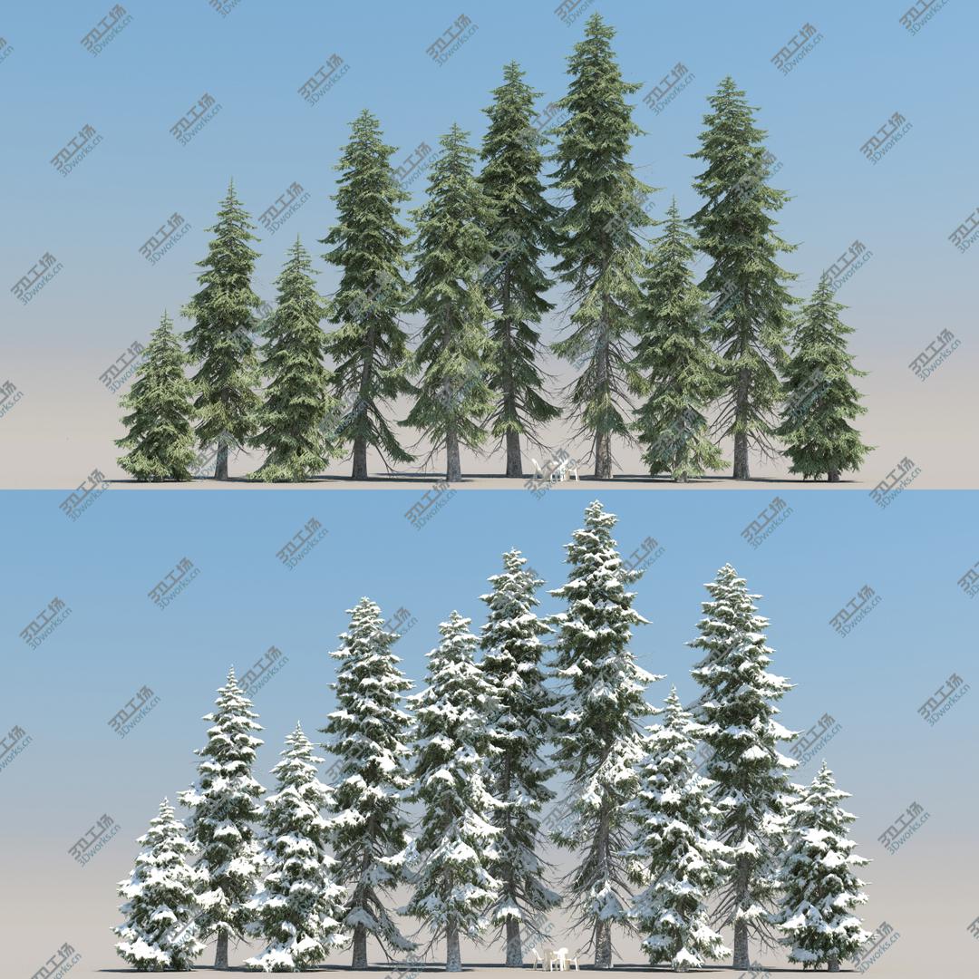 images/goods_img/202104021/10-10 Picea Engelmannii Trees/1.jpg